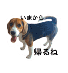 ビーグル犬 だいち（個別スタンプ：12）