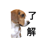 ビーグル犬 だいち（個別スタンプ：13）