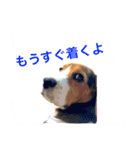 ビーグル犬 だいち（個別スタンプ：14）
