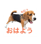 ビーグル犬 だいち（個別スタンプ：15）