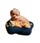 toy poodle cute stamp（個別スタンプ：1）