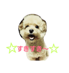 toy poodle cute stamp（個別スタンプ：2）