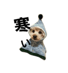 toy poodle cute stamp（個別スタンプ：3）