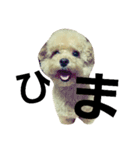 toy poodle cute stamp（個別スタンプ：4）