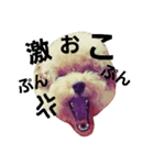 toy poodle cute stamp（個別スタンプ：5）