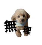 toy poodle cute stamp（個別スタンプ：6）