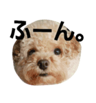 toy poodle cute stamp（個別スタンプ：7）