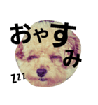 toy poodle cute stamp（個別スタンプ：8）