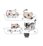 【だいすけ】猫だらけの吹き出し（個別スタンプ：17）