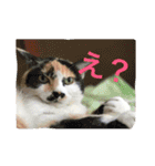 しばふ日和（個別スタンプ：5）