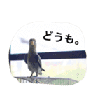 しばふ日和（個別スタンプ：8）
