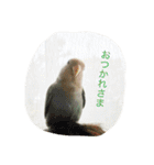 しばふ日和（個別スタンプ：11）