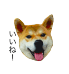 柴犬ミロの写真スタンプ（個別スタンプ：1）