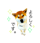柴犬ミロの写真スタンプ（個別スタンプ：2）