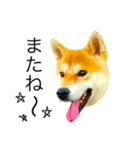 柴犬ミロの写真スタンプ（個別スタンプ：5）