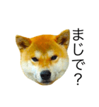 柴犬ミロの写真スタンプ（個別スタンプ：6）