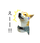 柴犬ミロの写真スタンプ（個別スタンプ：9）
