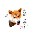 柴犬ミロの写真スタンプ（個別スタンプ：10）