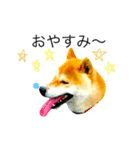 柴犬ミロの写真スタンプ（個別スタンプ：11）
