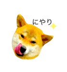 柴犬ミロの写真スタンプ（個別スタンプ：12）