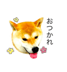柴犬ミロの写真スタンプ（個別スタンプ：13）