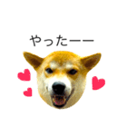柴犬ミロの写真スタンプ（個別スタンプ：14）
