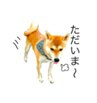 柴犬ミロの写真スタンプ（個別スタンプ：15）