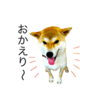 柴犬ミロの写真スタンプ（個別スタンプ：16）