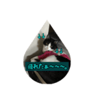 Cat-Orca（個別スタンプ：2）