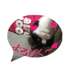Cat-Orca（個別スタンプ：3）