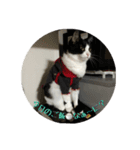 Cat-Orca（個別スタンプ：4）