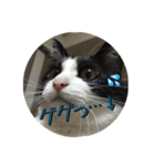 Cat-Orca（個別スタンプ：5）