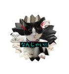Cat-Orca（個別スタンプ：6）