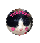 Cat-Orca（個別スタンプ：7）