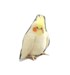 鳥撮り亭（個別スタンプ：3）