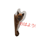 うちの、可愛いわんこ（個別スタンプ：1）