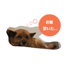うちの、可愛いわんこ（個別スタンプ：5）