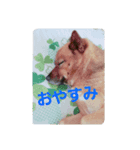 うちの、可愛いわんこ（個別スタンプ：7）