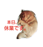 うちの、可愛いわんこ（個別スタンプ：14）