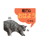 たけちよのねこのひなちゃん ねこ文字編（個別スタンプ：3）