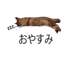 たけちよのねこのひなちゃん ねこ文字編（個別スタンプ：4）