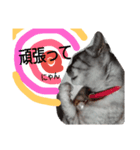 たけちよのねこのひなちゃん ねこ文字編（個別スタンプ：5）