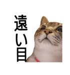 たけちよのねこのひなちゃん ねこ文字編（個別スタンプ：6）