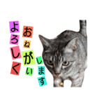たけちよのねこのひなちゃん ねこ文字編（個別スタンプ：8）