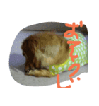 king-boku（個別スタンプ：7）