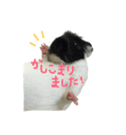 モルモットのカブちゃん（個別スタンプ：2）