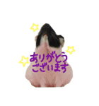 モルモットのカブちゃん（個別スタンプ：4）