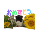 モルモットのカブちゃん（個別スタンプ：5）