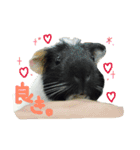 モルモットのカブちゃん（個別スタンプ：6）