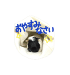 モルモットのカブちゃん（個別スタンプ：11）